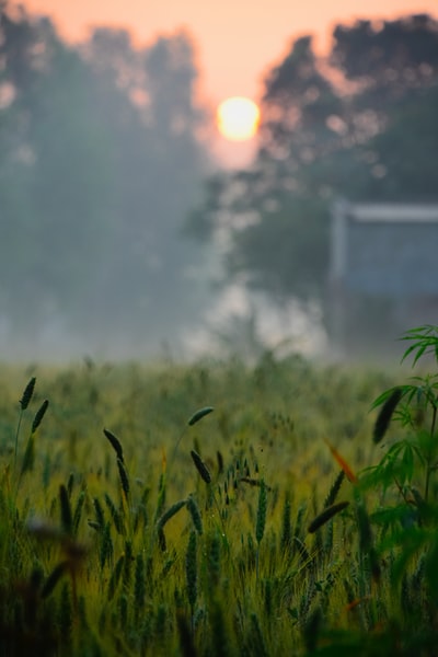 在白天的绿草地

